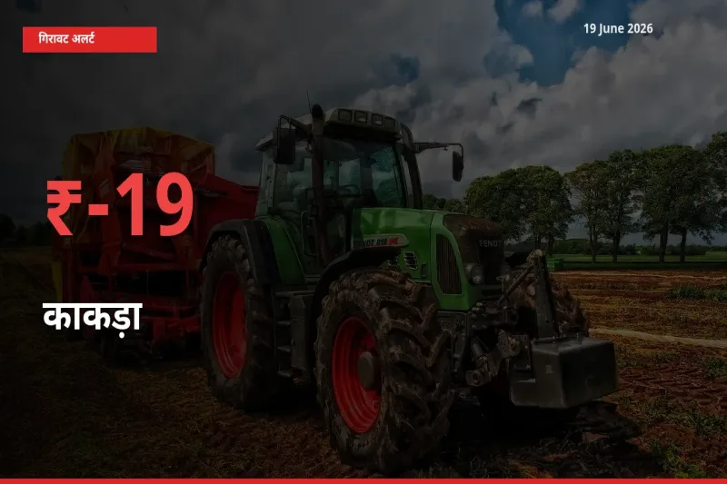 आज का मंडी भाव: काकड़ा के दाम मंडी में 19.29% नीचे
