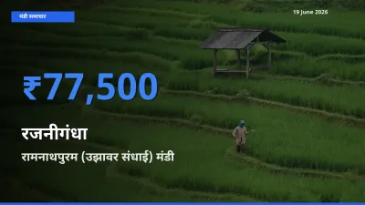 टॉप मंडी बना रामनाथपुरम (उझावर संधाई)! रजनीगंधा के सबसे ऊँचे दाम यहीं दर्ज