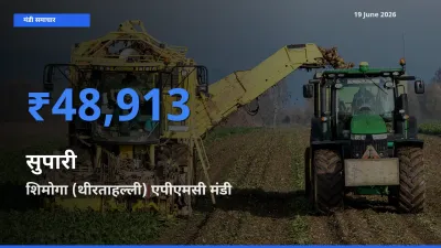19 June अपडेट: सुपारी के सबसे ऊँचे दाम शिमोगा (थीरताहल्ली) एपीएमसी मंडी में