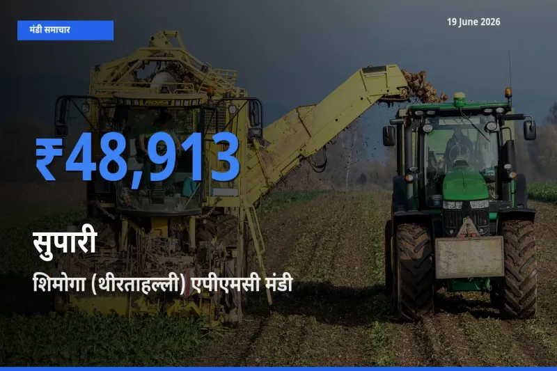 19 June अपडेट: सुपारी के सबसे ऊँचे दाम शिमोगा (थीरताहल्ली) एपीएमसी मंडी में