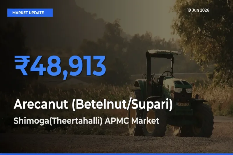Shimoga(Theertahalli) APMC Leads as Top Mandi for Arecanut (Betelnut/Supari) Prices