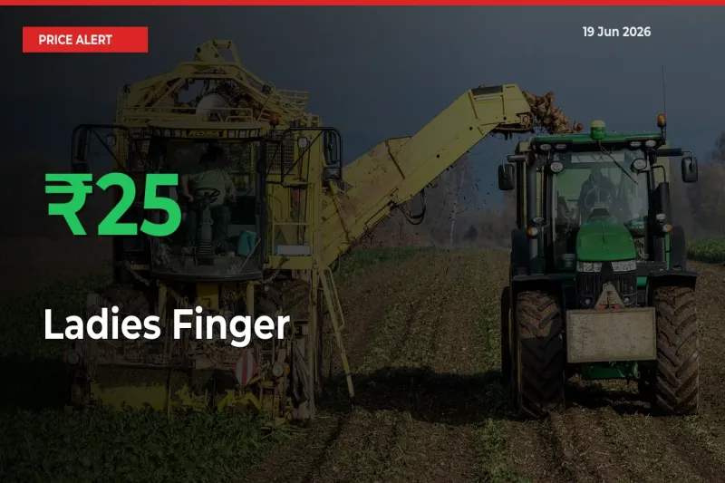 Ladies Finger Mandi Rate Today: Prices Jump 24.91% at Market