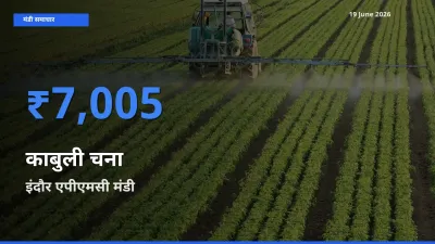 इंदौर एपीएमसी मंडी में आज काबुली चना के सबसे ऊँचे दाम दर्ज