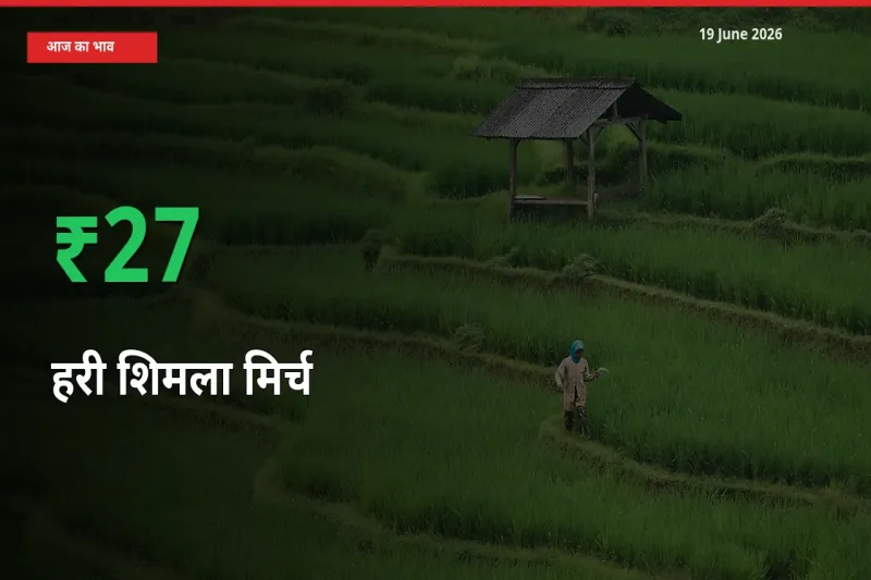 हरी शिमला मिर्च 26.77% उछला, मंडी