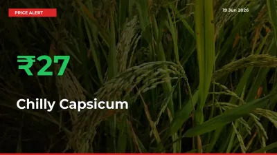 26.77% Spike in Chilly Capsicum Prices – Mandi Sees Sudden Rally