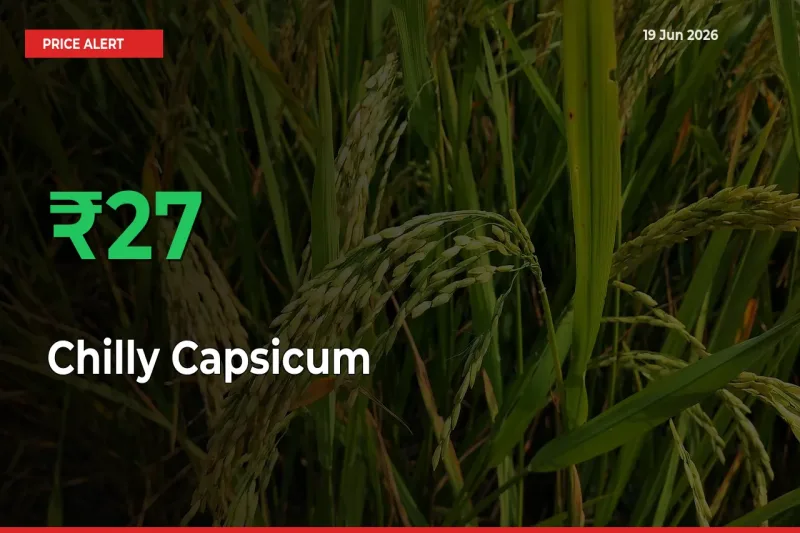 26.77% Spike in Chilly Capsicum Prices – Mandi Sees Sudden Rally