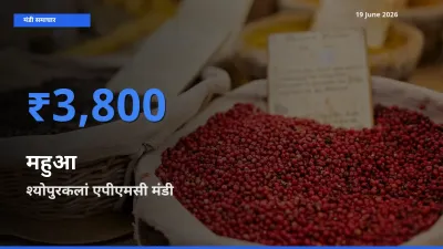 श्योपुरकलां एपीएमसी मंडी में महुआ ₹3,800 पर पहुँचा – आज का सर्वोच्च भाव