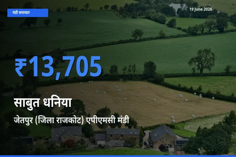 19 June अपडेट: साबुत धनिया के सबसे ऊँचे दाम जेतपुर (जिला राजकोट) एपीएमसी मंडी में
