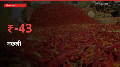 मछली 43.17% गिरा, मंडी
