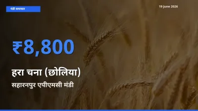 19 June अपडेट: हरा चना (छोलिया) के सबसे ऊँचे दाम सहारनपुर एपीएमसी मंडी में