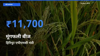 आज मूंगफली बीज के सबसे ज़्यादा दाम हिरियुर एपीएमसी मंडी में दर्ज