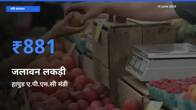 19 June अपडेट: जलावन लकड़ी के सबसे ऊँचे दाम हापुड ए.पी.एम.सी मंडी में