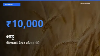 आज का मंडी भाव: आड़ू के सबसे ज़्यादा दाम पीएमवाई कैथर सोलन में