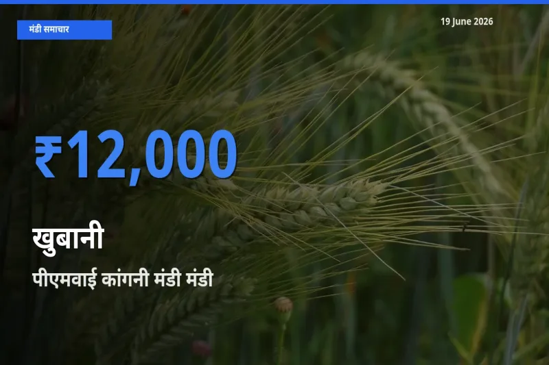 पीएमवाई कांगनी मंडी में खुबानी का आज सबसे ऊँचा भाव
