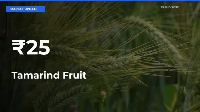 Tamarind Fruit Mandi Prices Move in Sync Across Major Markets Today