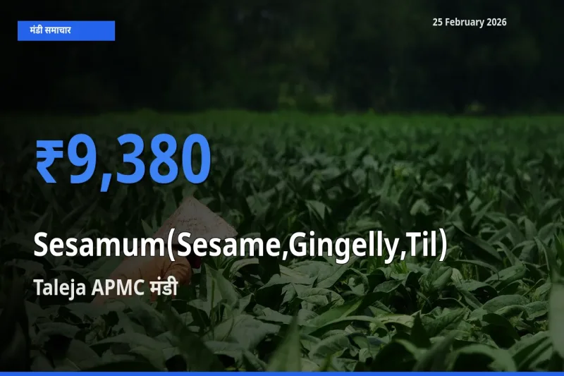 टॉप मंडी बना Taleja APMC! Sesamum(Sesame,Gingelly,Til) के सबसे ऊँचे दाम यहीं दर्ज