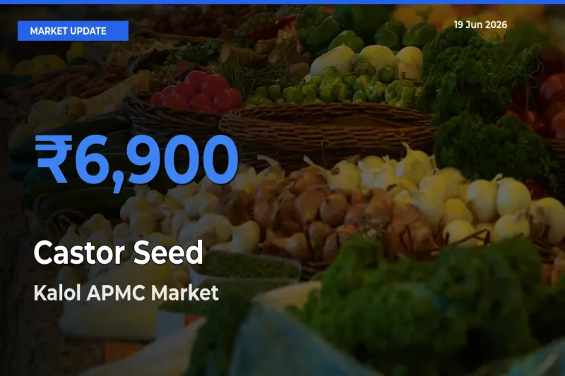 Farmers Prefer Kalol APMC as Castor Seed Hits Highest Rate