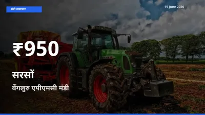 बाज़ार संकेत: सरसों के भाव बेंगलुरु एपीएमसी में 30 दिन के निचले स्तर पर