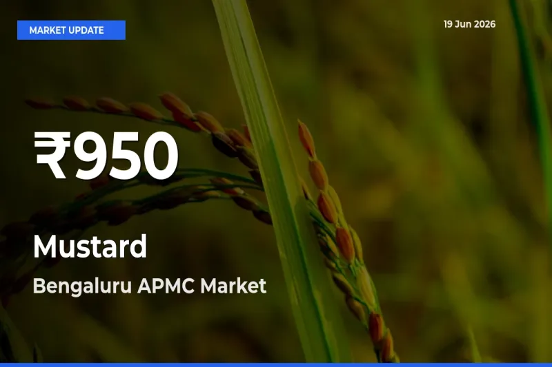 Farmers Concerned as Mustard Hits 30-Day Low in Bengaluru APMC