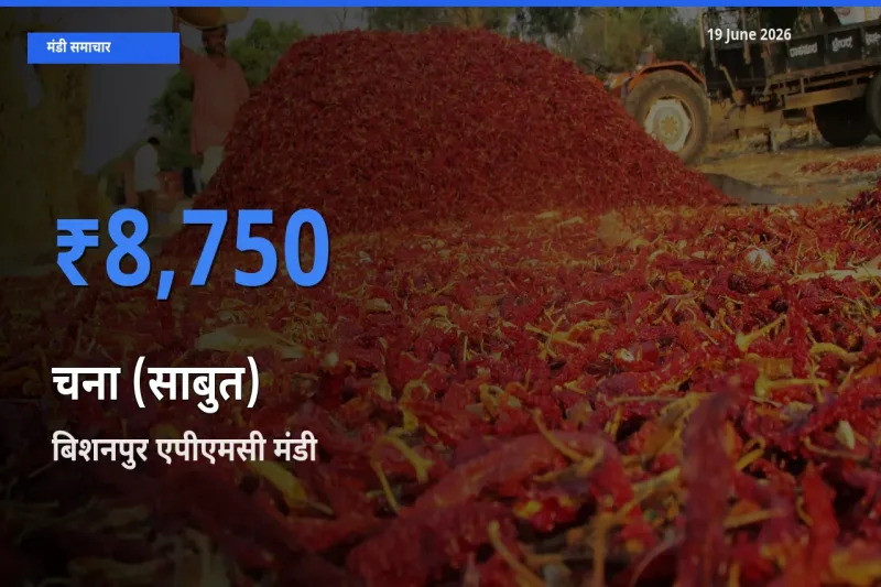 बिशनपुर एपीएमसी मंडी में चना (साबुत) ₹8,750 पर पहुँचा – आज का सर्वोच्च भाव
