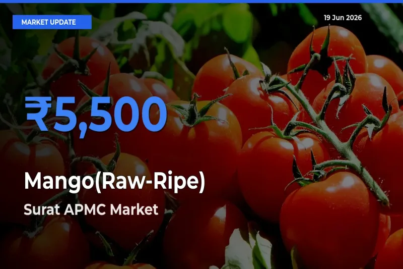 Surat APMC Tops Mango(Raw-Ripe) Rates – June 19 Market Update