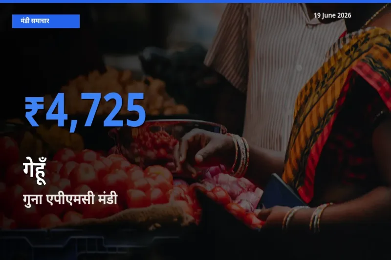 गुना एपीएमसी मंडी में आज गेहूँ के सबसे ऊँचे दाम दर्ज