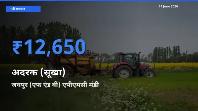 बाज़ार संकेत: जयपुर (एफ एंड वी) एपीएमसी बना अदरक (सूखा) के लिए आज की टॉप मंडी