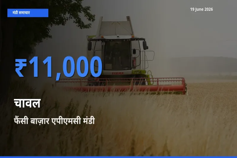 फैंसी बाज़ार एपीएमसी में चावल का आज सबसे ऊँचा भाव
