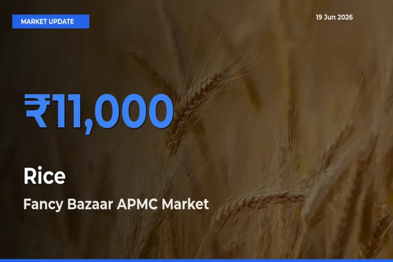 Fancy Bazaar APMC Offers ₹11,000 – Highest Rice Rate Today