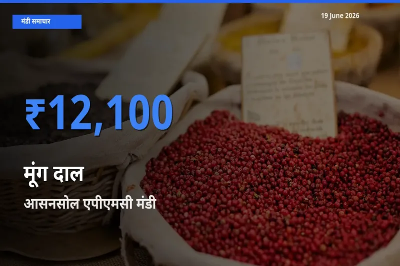 19 June अपडेट: मूंग दाल के सबसे ऊँचे दाम आसनसोल एपीएमसी मंडी में