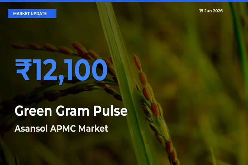 Asansol APMC Offers ₹12,100 – Highest Green Gram Pulse Rate Today