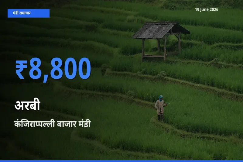 टॉप मंडी बना कंजिराप्पल्ली बाजार! अरबी के सबसे ऊँचे दाम यहीं दर्ज
