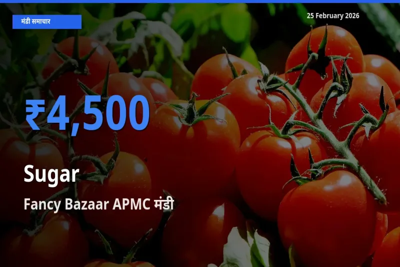 25 February अपडेट: Sugar के सबसे ऊँचे दाम Fancy Bazaar APMC मंडी में