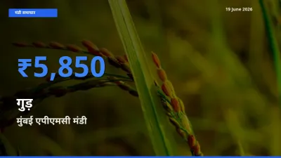मुंबई एपीएमसी मंडी में गुड़ ₹5,850 पर पहुँचा – आज का सर्वोच्च भाव