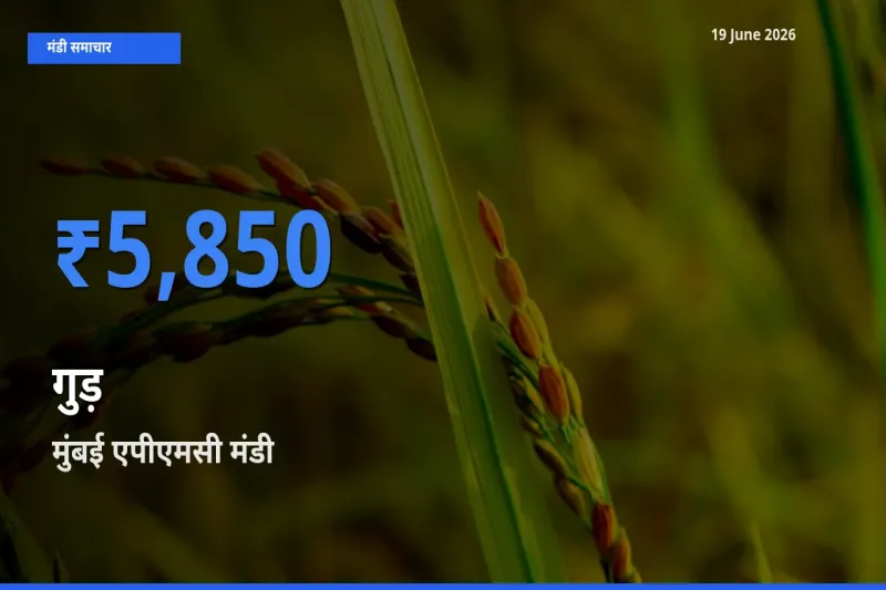 मुंबई एपीएमसी मंडी में गुड़ ₹5,850 पर पहुँचा – आज का सर्वोच्च भाव
