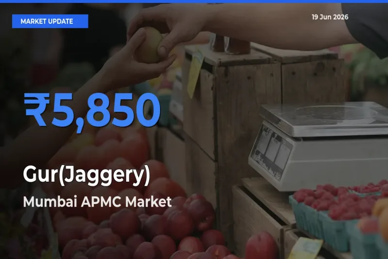 Mumbai APMC Offers ₹5,850 – Highest Gur(Jaggery) Rate Today