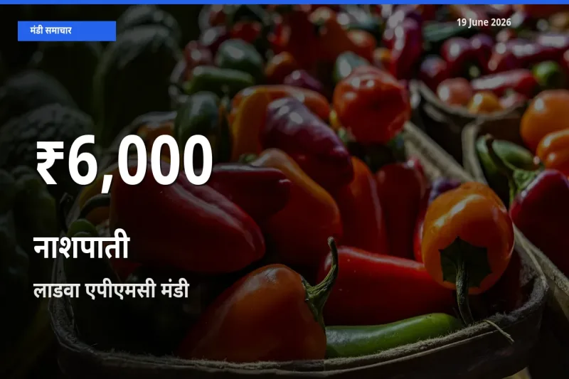 नाशपाती के दामों में गिरावट, लाडवा एपीएमसी में 30 दिन का न्यूनतम भाव