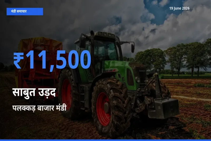 19 June अपडेट: साबुत उड़द के सबसे ऊँचे दाम पलक्कड़ बाजार मंडी में