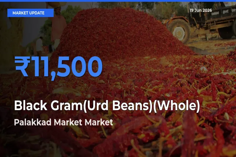 Farmers Prefer Palakkad Market as Black Gram(Urd Beans)(Whole) Hits Highest Rate