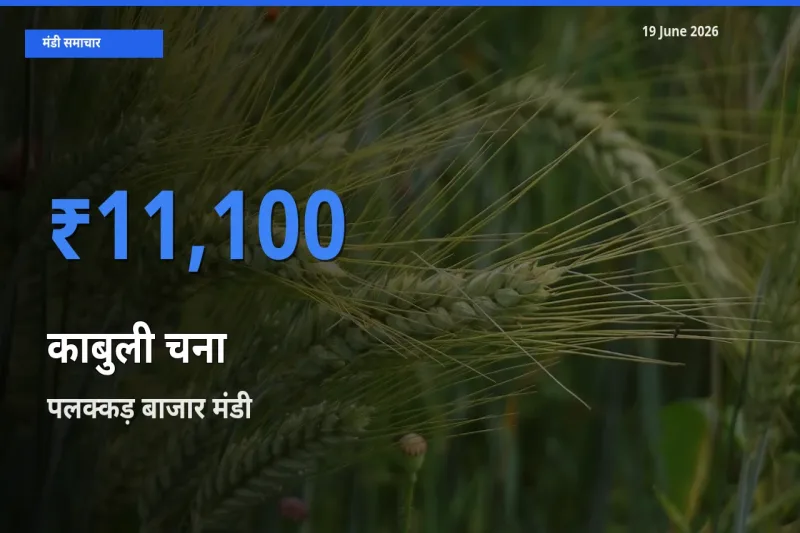 पलक्कड़ बाजार में काबुली चना का आज सबसे ऊँचा भाव