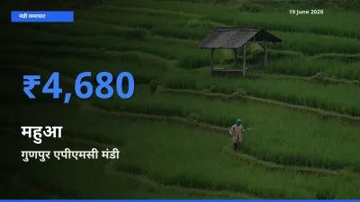 गुणपुर एपीएमसी मंडी में महुआ ₹4,680 पर पहुँचा – आज का सर्वोच्च भाव