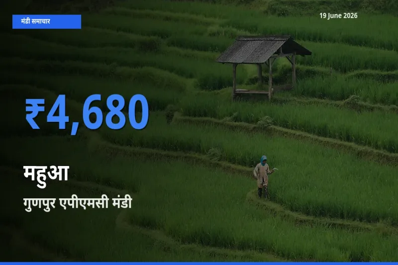 गुणपुर एपीएमसी मंडी में महुआ ₹4,680 पर पहुँचा – आज का सर्वोच्च भाव