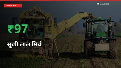 अचानक तेजी! मंडी में सूखी लाल मिर्च के दाम 97.4% चढ़े