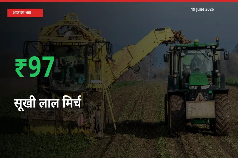 अचानक तेजी! मंडी में सूखी लाल मिर्च के दाम 97.4% चढ़े
