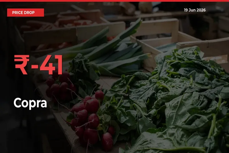 41.12% Drop in Copra Prices – Mandi Sees Sudden Fall