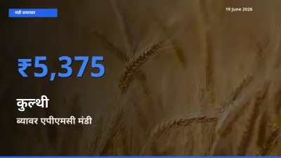 आज कुल्थी के सबसे ऊँचे दाम ₹5,375 ब्यावर एपीएमसी मंडी में