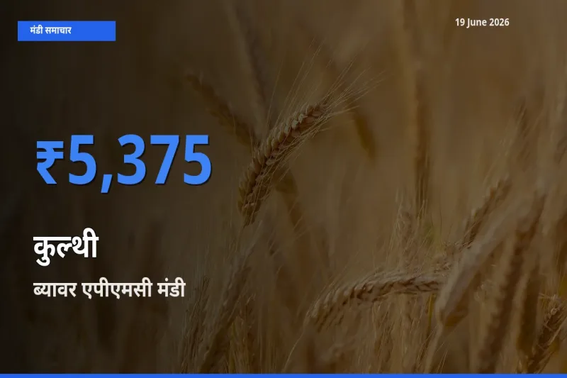 आज कुल्थी के सबसे ऊँचे दाम ₹5,375 ब्यावर एपीएमसी मंडी में
