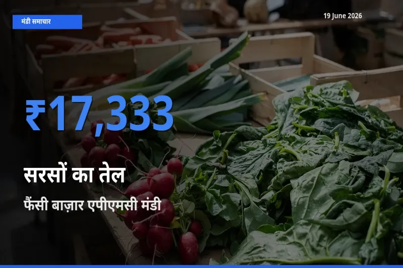 19 June अपडेट: सरसों का तेल के सबसे ऊँचे दाम फैंसी बाज़ार एपीएमसी मंडी में
