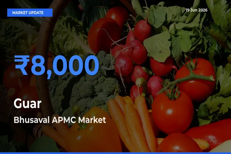 Bhusaval APMC Leads as Top Mandi for Guar Prices