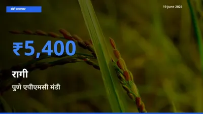 पुणे एपीएमसी मंडी में रागी ₹5,400 पर पहुँचा – आज का सर्वोच्च भाव